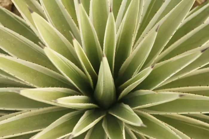 Framed Print : Agave, from above Framed Print : Agave, from above