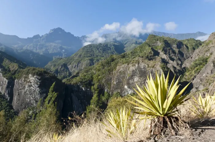 Framed Print : Agave -Agave- along the Sentier de la Chapelle route, Cilaos, La Reunion, Reunion, France