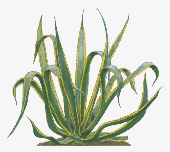 Framed Print : agave americana, botany, century plant, cut out, day, flora, green, herb, leaf, no people