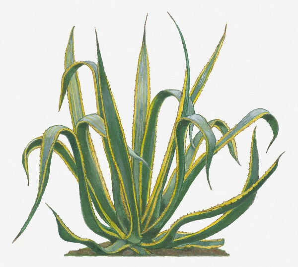 agave americana, botany, century plant, cut out, day, flora, green, herb, leaf, no people