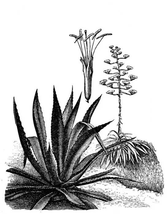 Framed Print : Agave americana (maguey or American aloe) Framed Print : Agave americana (maguey or American aloe)
