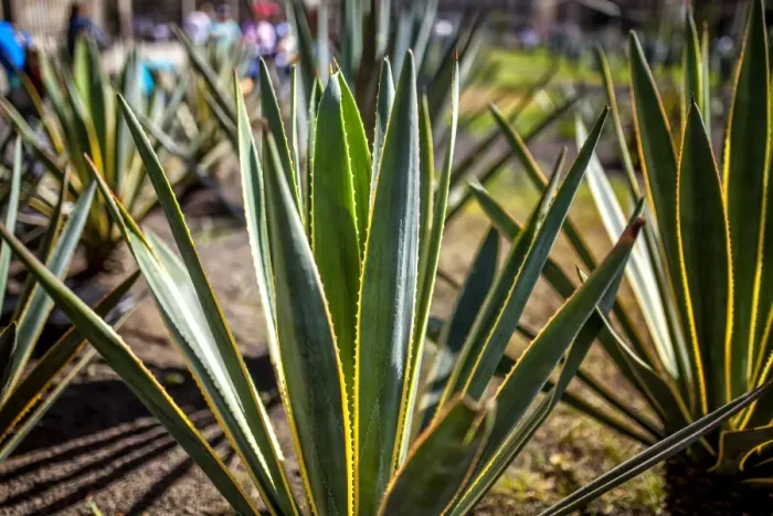 Framed Print : Agave plant outside Mexico City Cathedral Framed Print : Agave plant outside Mexico City Cathedral