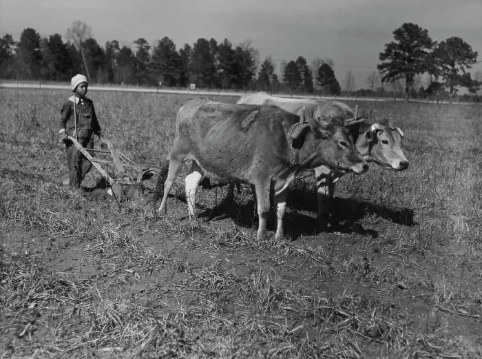 Framed Print : Agricultural Alabama Framed Print : Agricultural Alabama