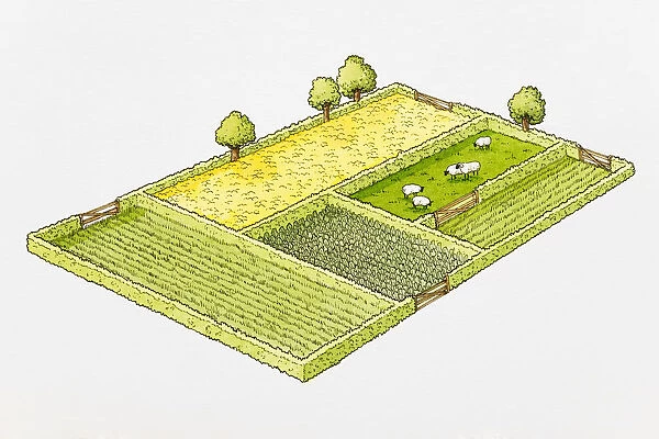 Agricultural land divided into separate fields, sheep grazing