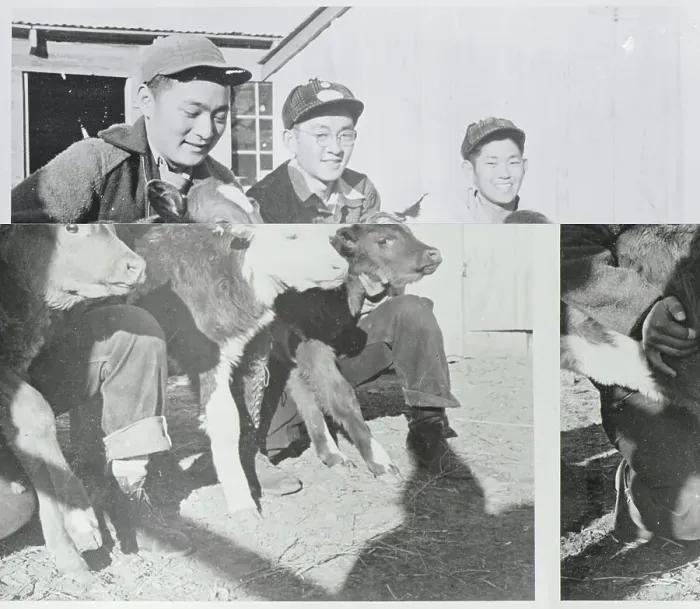 Framed Print : Agricultural Students With Calves Framed Print : Agricultural Students With Calves