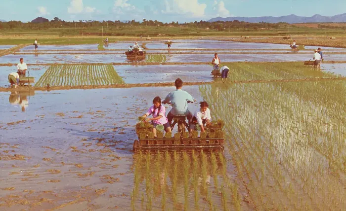 Framed Print : Agricultural Workers Using Rice-Transplanting Machinery Framed Print : Agricultural Workers Using Rice-Transplanting Machinery