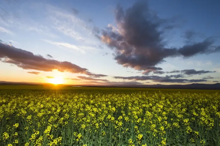 Framed Print : agriculture, beauty in nature, bredasdorp, canola, cloud, color image, colour image Framed Print : agriculture, beauty in nature, bredasdorp, canola, cloud, color image, colour image