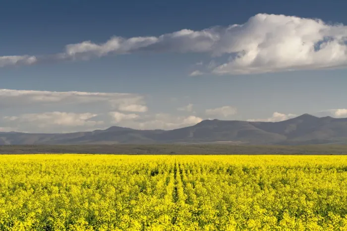 Framed Print : agriculture, beauty in nature, canola, cloud, color image, colour image, day, daytime