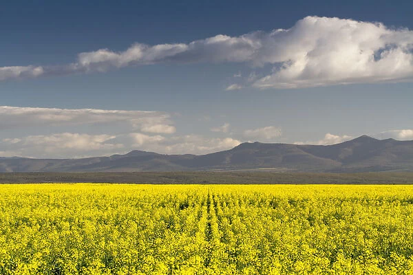 agriculture, beauty in nature, canola, cloud, color image, colour image, day, daytime