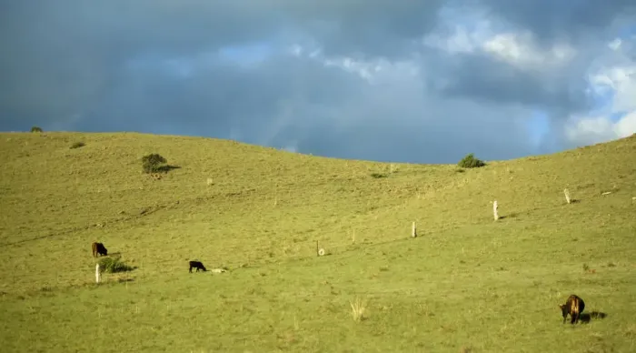 Framed Print : agriculture, cloud, color image, cow, day, full length, grass, grazing, herd, horizontal Framed Print : agriculture, cloud, color image, cow, day, full length, grass, grazing, herd, horizontal