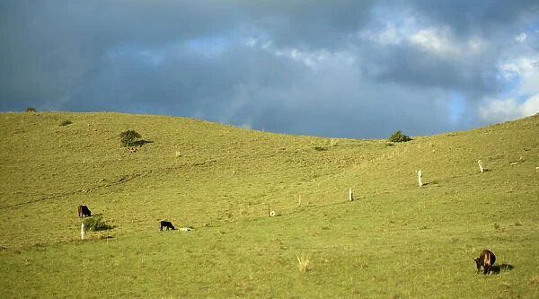 agriculture, cloud, color image, cow, day, full length, grass, grazing, herd, horizontal
