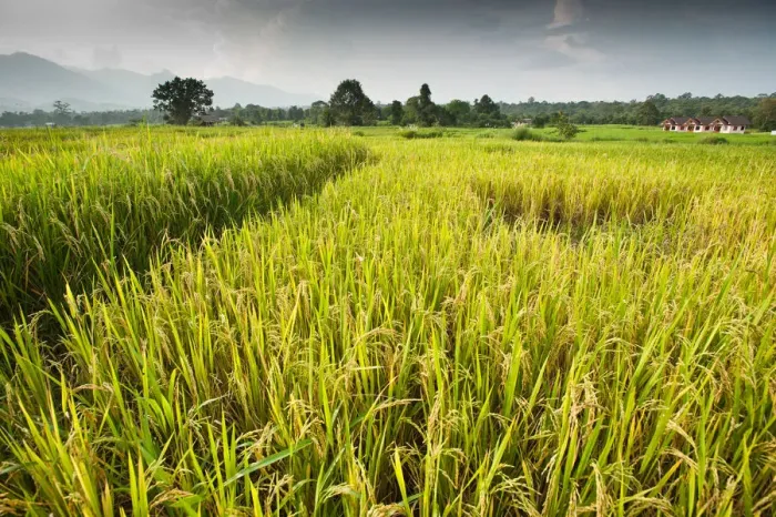 Framed Print : agriculture, color image, crop, day, farm, field, growth, horizontal, landscape, no people Framed Print : agriculture, color image, crop, day, farm, field, growth, horizontal, landscape, no people