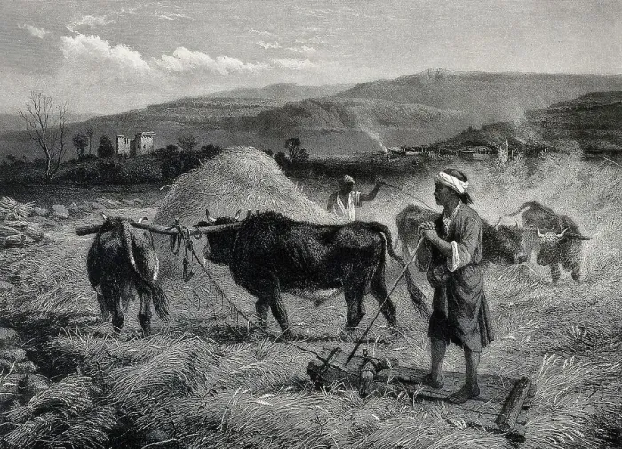 Framed Print : Agriculture, villagers threshing grain by trampling it with oxen, 1870, Syria, Historic, digitally restored reproduction from an original of the period Framed Print : Agriculture, villagers threshing grain by trampling it with oxen, 1870, Syria, Historic, digitally restored reproduction from an original of the period
