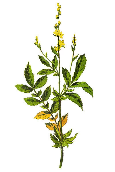 Agrimonia eupatoria referred to as common agrimony, church steeples or sticklewort