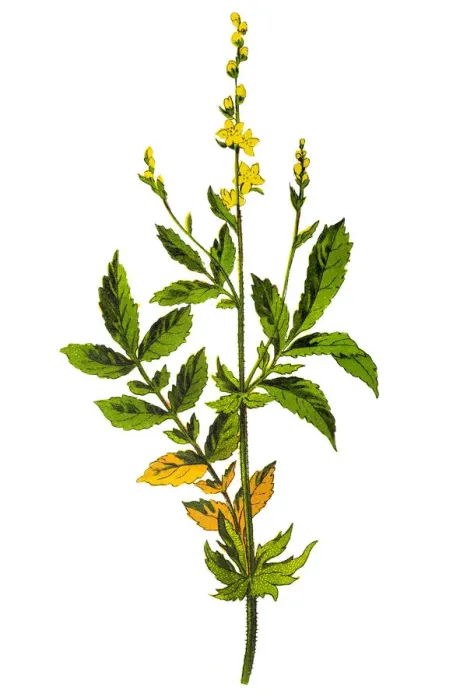 Framed Print : Agrimonia eupatoria referred to as common agrimony, church steeples or sticklewort Framed Print : Agrimonia eupatoria referred to as common agrimony, church steeples or sticklewort