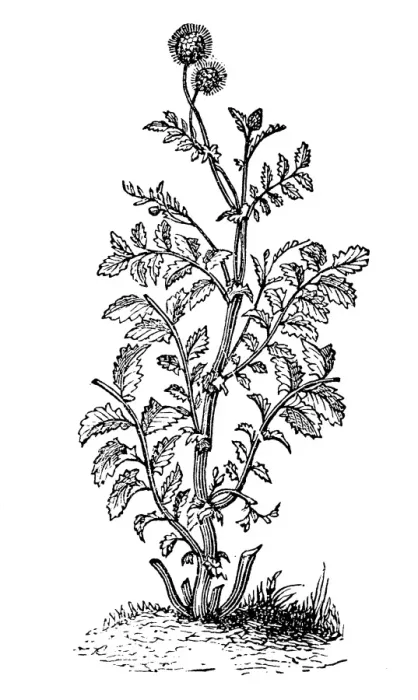 Framed Print : Agrimony, Ladyas Mantle and Burnet Framed Print : Agrimony, Ladyas Mantle and Burnet