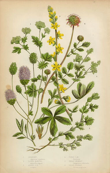 Agrimony, Ladyas Mantle and Burnet, Victorian Botanical Illustration