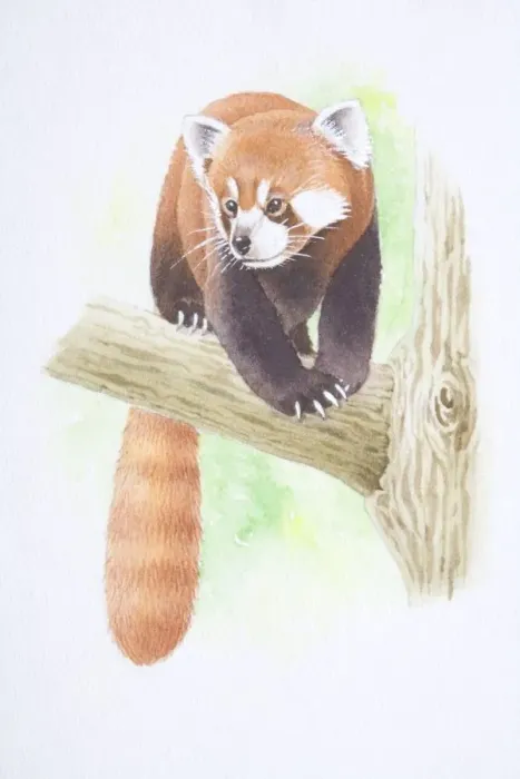 Framed Print : Ailurus fulgens, Lesser Panda perched on tree branch