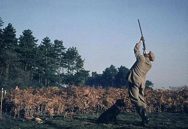 Aim High. A hunter and his gun dog taking part in an Autumn game shoot