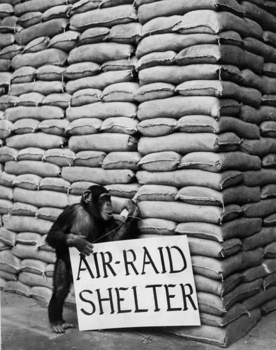 Framed Print : Air Raid Chimp Framed Print : Air Raid Chimp