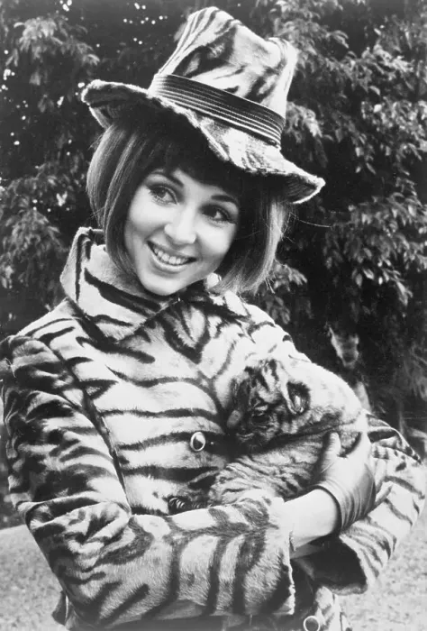 Framed Print : Airline Stewardess Holding Bengal Tiger Framed Print : Airline Stewardess Holding Bengal Tiger