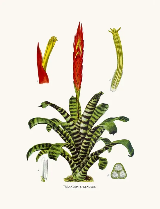Framed Print : Airplant house plant flower Framed Print : Airplant house plant flower