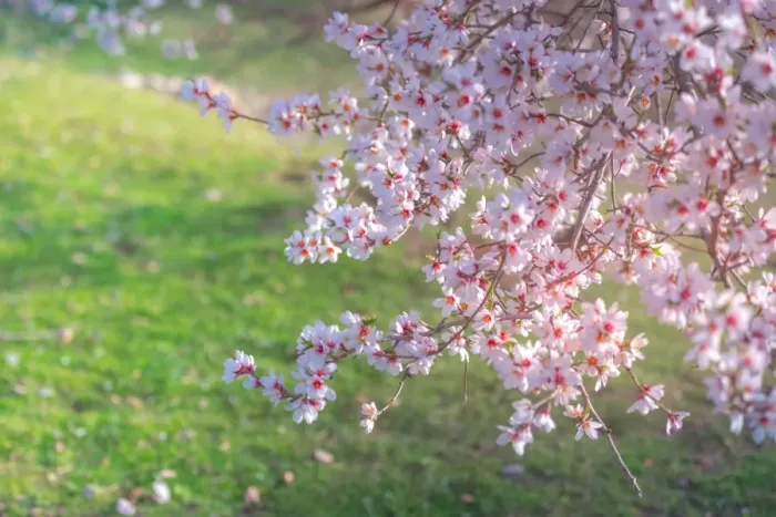 Framed Print : Akdarmar island in Spring time with Cherry blossom Framed Print : Akdarmar island in Spring time with Cherry blossom