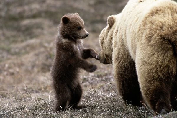 Alaska, Denali National Park. Spring cub approaching mother on hind legs. fujifilm