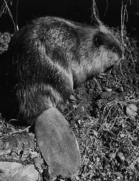 Alaskan Beaver