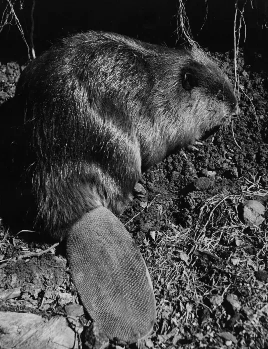 Framed Print : Alaskan Beaver Framed Print : Alaskan Beaver