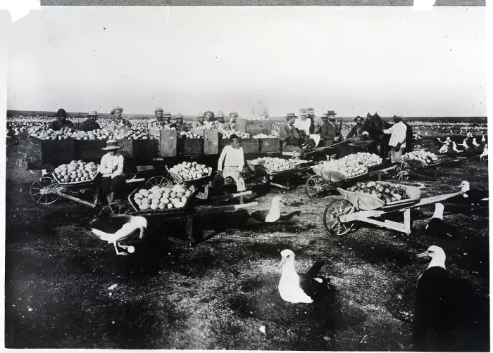 Framed Print : Albatross Eggs Going to Market Framed Print : Albatross Eggs Going to Market
