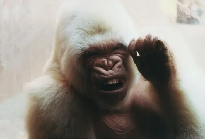Framed Print : Albino Gorilla at Barcelona Zoo Framed Print : Albino Gorilla at Barcelona Zoo