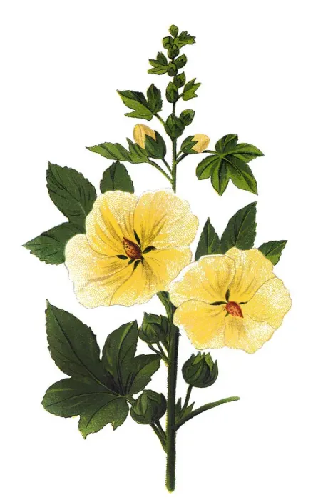 Framed Print : Alcea rosea, the common hollyhock Framed Print : Alcea rosea, the common hollyhock