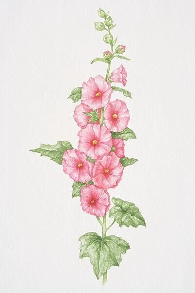 Alcea sp. Hollyhocks, upright flowering stem with palmately lobed leaves and pink flowers