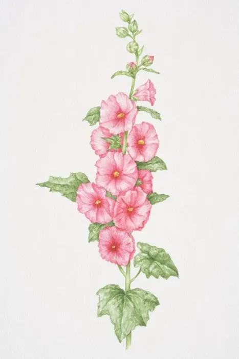 Framed Print : Alcea sp. Hollyhocks, upright flowering stem with palmately lobed leaves and pink flowers Framed Print : Alcea sp. Hollyhocks, upright flowering stem with palmately lobed leaves and pink flowers