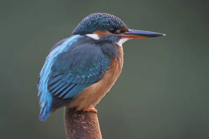 Framed Print : alcedo atthis, bird photography, colorful, coraciiformes, exterior views, looking out Framed Print : alcedo atthis, bird photography, colorful, coraciiformes, exterior views, looking out