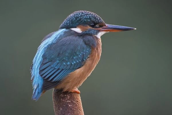 alcedo atthis, bird photography, colorful, coraciiformes, exterior views, looking out