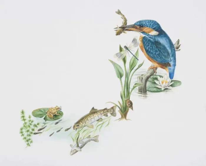 Framed Print : Alcedo atthis, European kingfisher perched on pond stump with a fish in its beak, snail and dragonfly perched on a green stalk, water lily Framed Print : Alcedo atthis, European kingfisher perched on pond stump with a fish in its beak, snail and dragonfly perched on a green stalk, water lily
