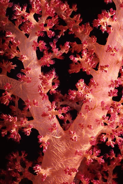 Alcyonarian Coral