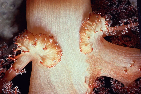 Alcyonarian soft coral (Dendronephthya sp. ), close-up of trunk