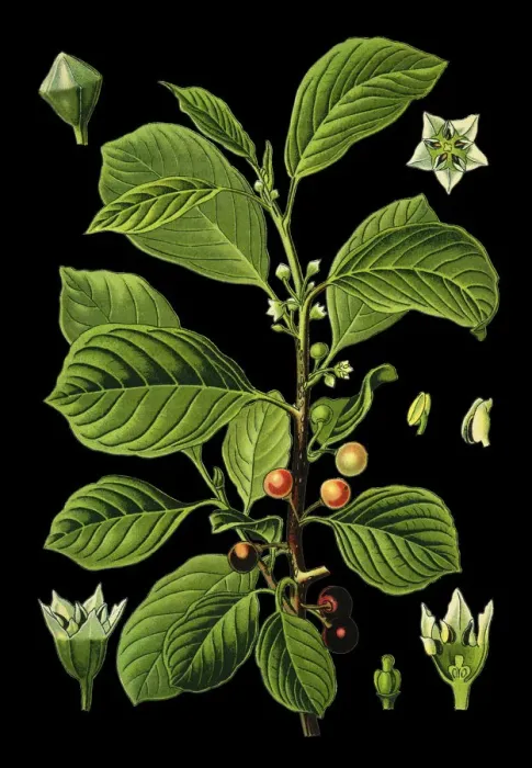 Framed Print : alder buckthorn, glossy buckthorn, breaking buckthorn Framed Print : alder buckthorn, glossy buckthorn, breaking buckthorn