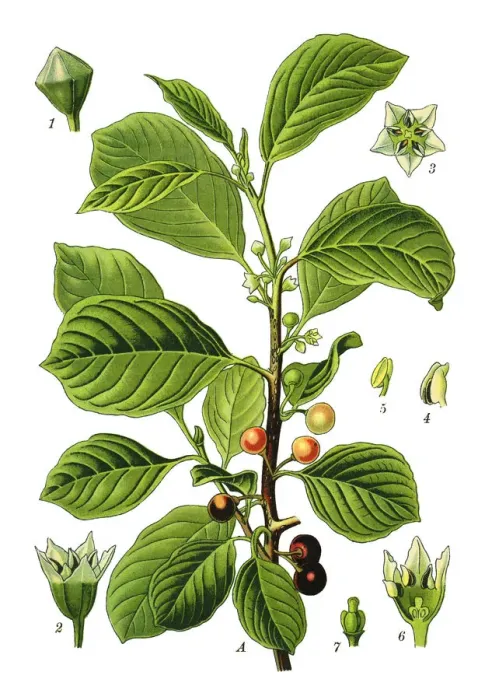 Framed Print : alder buckthorn, glossy buckthorn, breaking buckthorn Framed Print : alder buckthorn, glossy buckthorn, breaking buckthorn