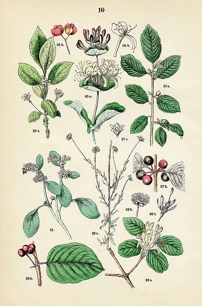 Alder buckthorn, spindle, fly honeysuckle, italian woodbine, european heliotrope - Botanical illustration 1883