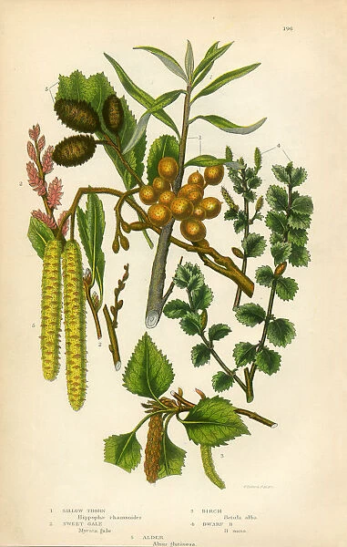 Alder, Sallow, Sweet Gale, Birch Tree, Victorian Botanical Illustration