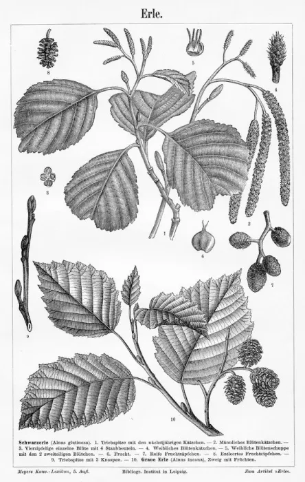 Framed Print : Alder tree leaf and fruit engraving 1895 Framed Print : Alder tree leaf and fruit engraving 1895