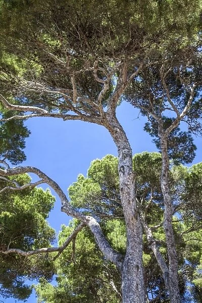 Aleppo pines (Pinus halepensis)