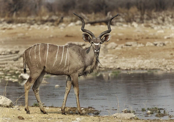 An alert lone Kudu bull Tregalaphus strepsiceros at a water hole displaying caution