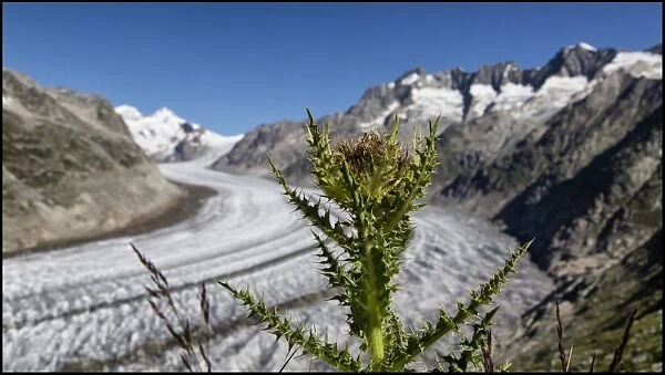 Aletsch glacier, Valais, Switzerland