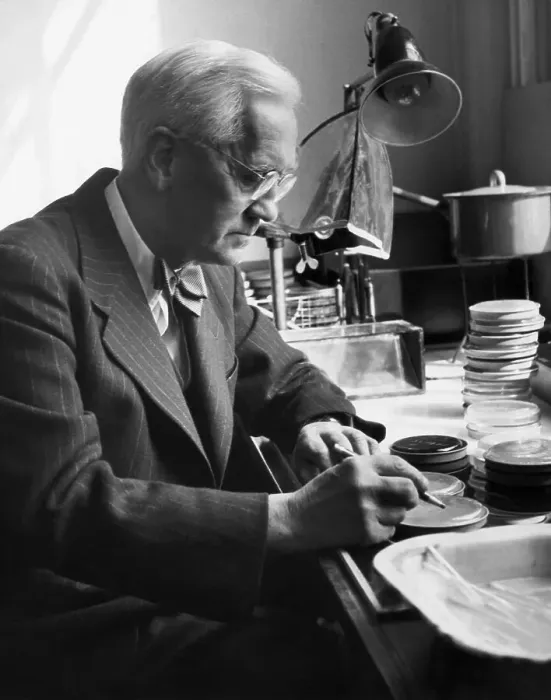 Framed Print : Alexander Fleming Working in his Laboratory Framed Print : Alexander Fleming Working in his Laboratory