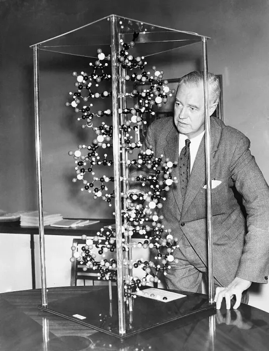 Framed Print : Alexander Todd Looks at Molecule Model Framed Print : Alexander Todd Looks at Molecule Model